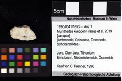 Foto (Objket + Etiketten) von Goniodromites bidentatus (Reuss, 1858) 
